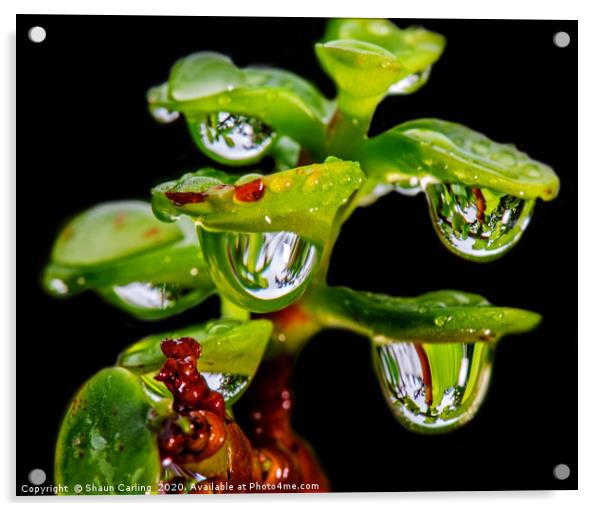 Jade Tree With Raindrops Acrylic by Shaun Carling