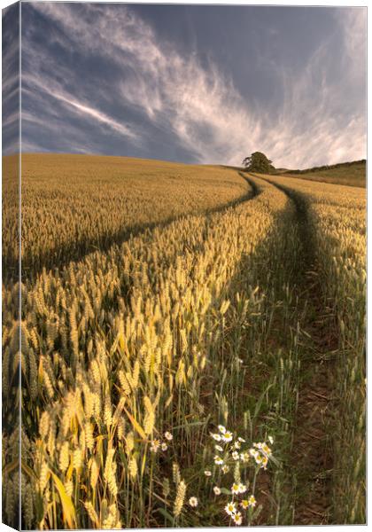 Field of gold, Dunns Northumberland Canvas Print by Ann Goodall