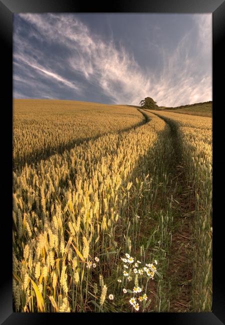 Field of gold, Dunns Northumberland Framed Print by Ann Goodall