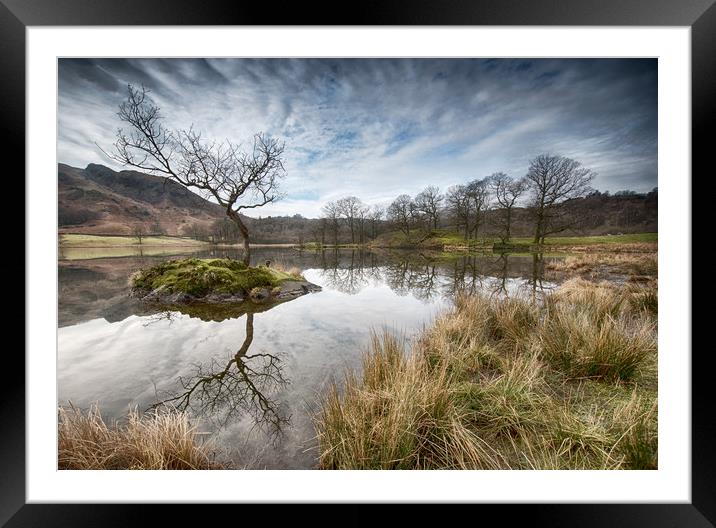 Tree reflections on Rydal Water Framed Mounted Print by Ann Goodall