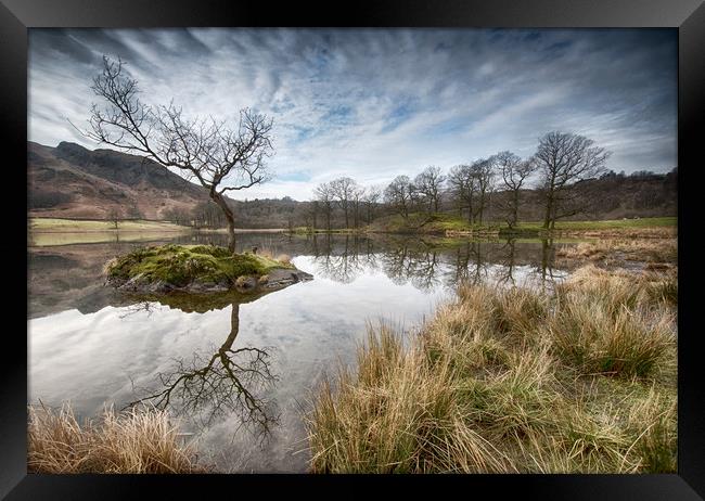 Tree reflections on Rydal Water Framed Print by Ann Goodall