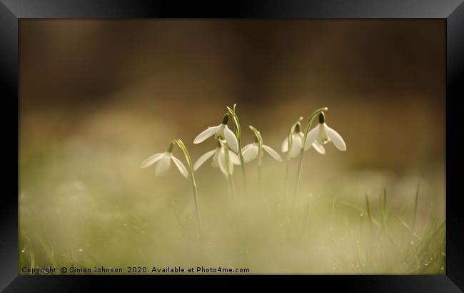 Flying snowdrops Framed Print by Simon Johnson