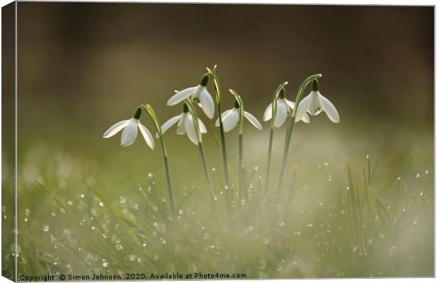Cotswold snowdrops with dew Canvas Print by Simon Johnson