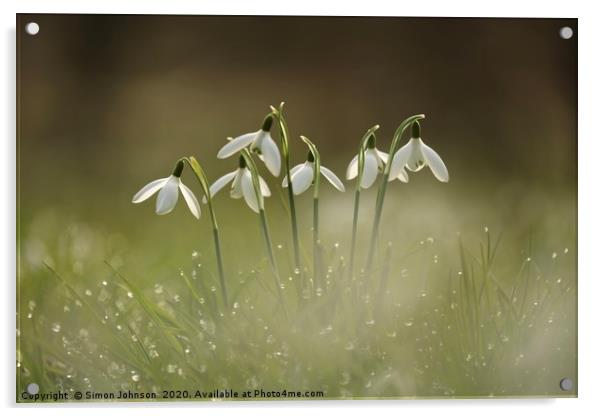Cotswold snowdrops with dew Acrylic by Simon Johnson