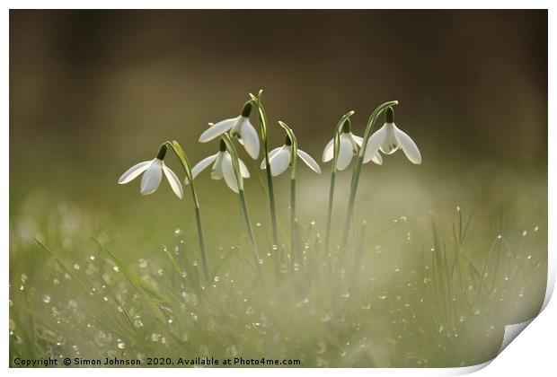 Cotswold snowdrops with dew Print by Simon Johnson