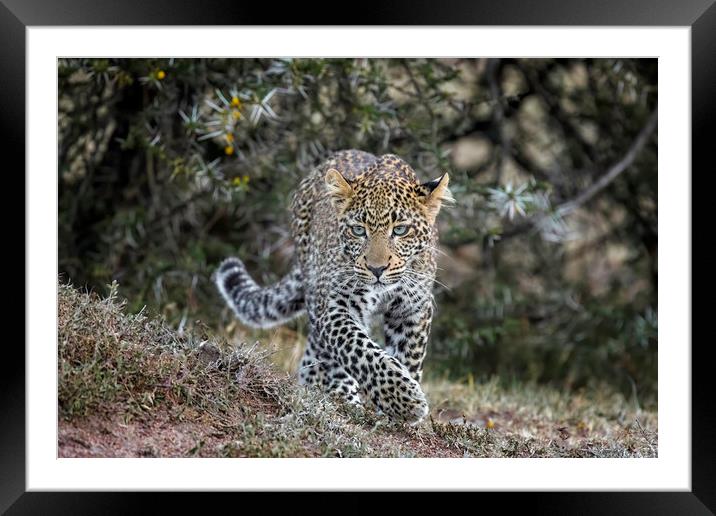 Furaha on the prowl ... Framed Mounted Print by Paul W. Kerr