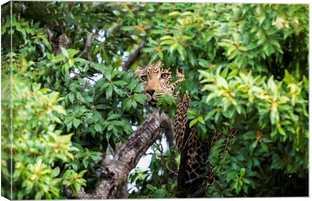 Leopard in a tree Canvas Print by Paul W. Kerr