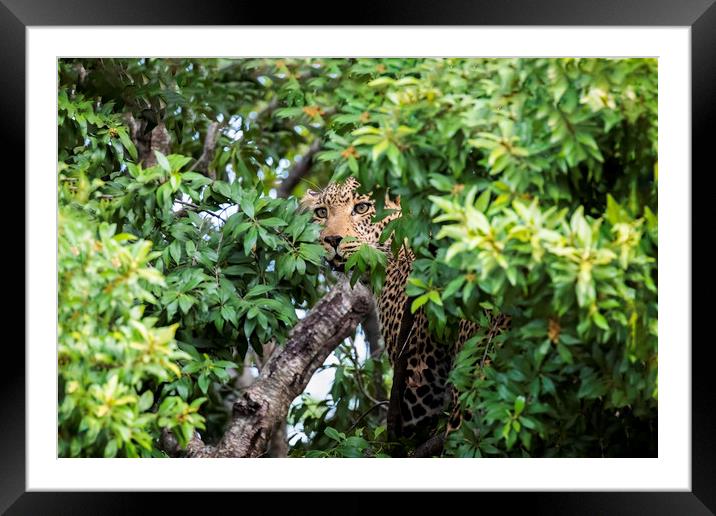 Leopard in a tree Framed Mounted Print by Paul W. Kerr