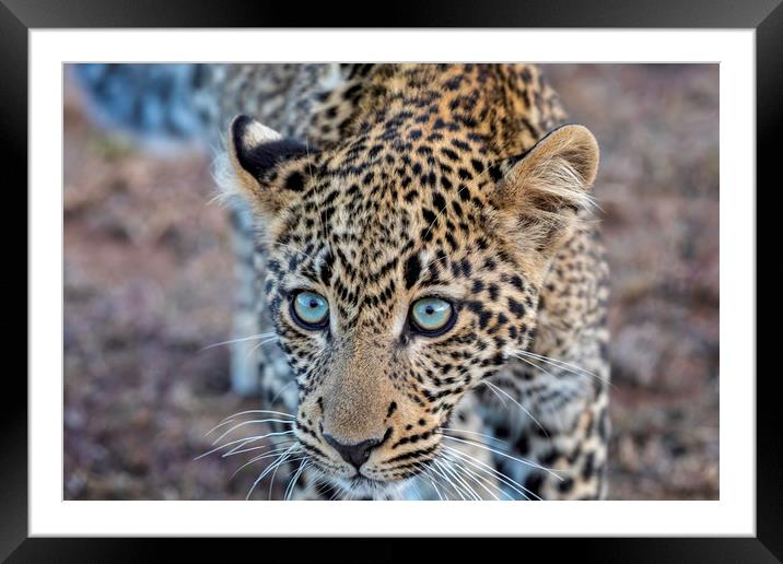 Getting up close ... a leopard takes a look Framed Mounted Print by Paul W. Kerr