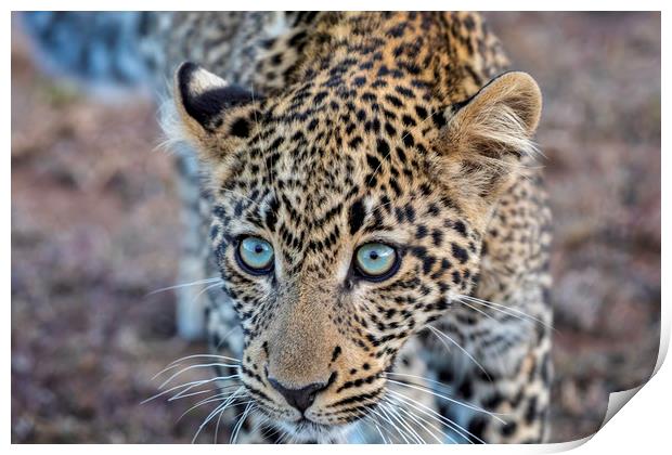 Getting up close ... a leopard takes a look Print by Paul W. Kerr