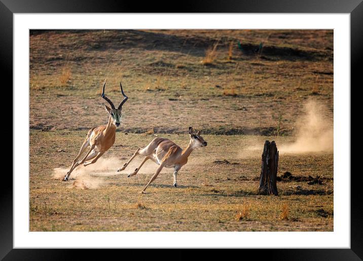 Gazelle pursuit Framed Mounted Print by Paul W. Kerr