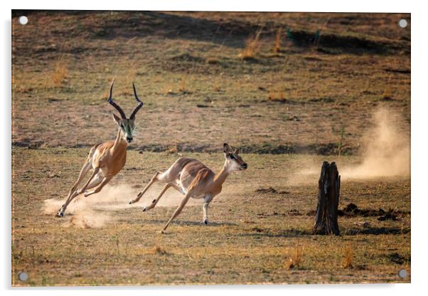 Gazelle pursuit Acrylic by Paul W. Kerr