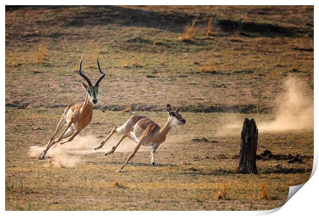 Gazelle pursuit Print by Paul W. Kerr