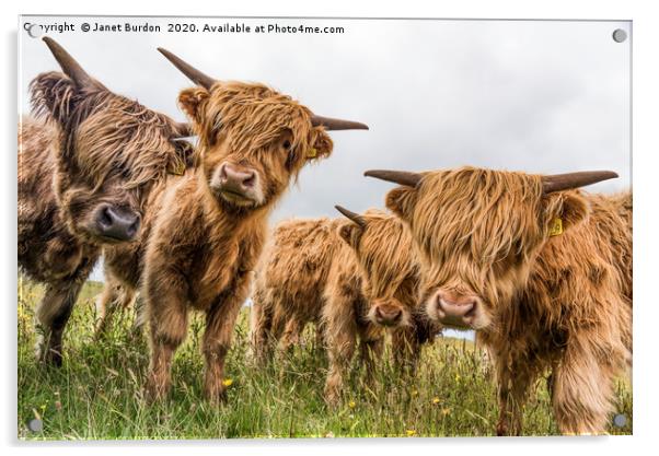 Highland Cattle Acrylic by Janet Burdon