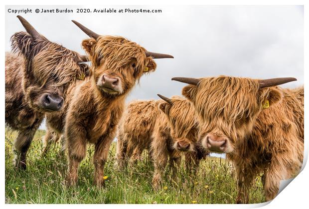 Highland Cattle Print by Janet Burdon