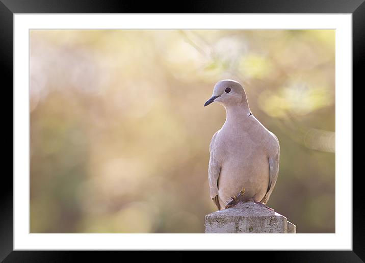 Spring Dove Framed Mounted Print by Simon Wrigglesworth