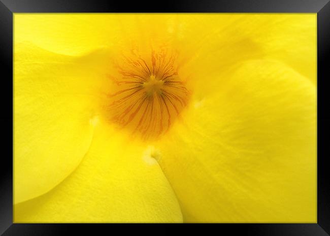 Mellow yellow Framed Print by Wayne Molyneux