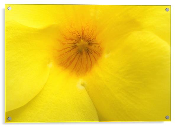 Mellow yellow Acrylic by Wayne Molyneux