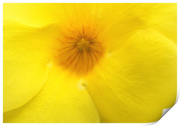 Mellow yellow Print by Wayne Molyneux
