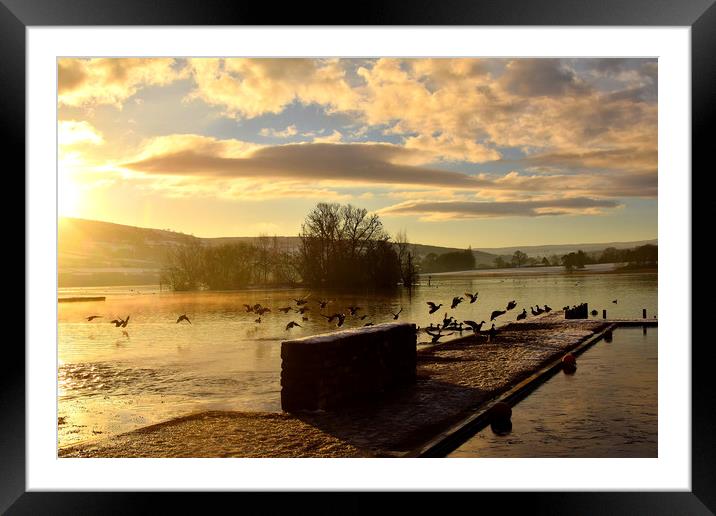 Birds in Flight Framed Mounted Print by Tracey Leonard