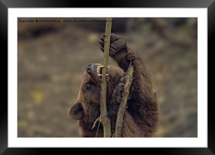 Grizzly Biting A Tree Framed Mounted Print by rawshutterbug 