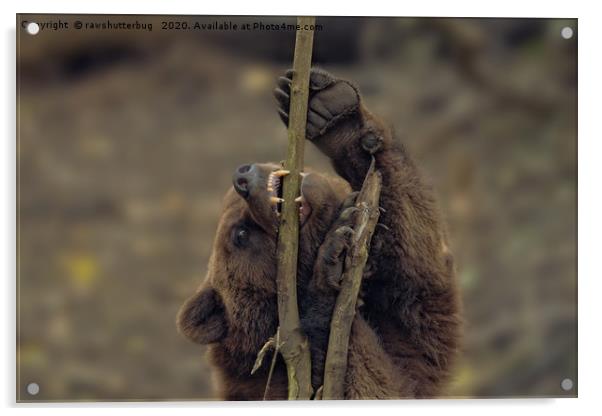 Grizzly Biting A Tree Acrylic by rawshutterbug 