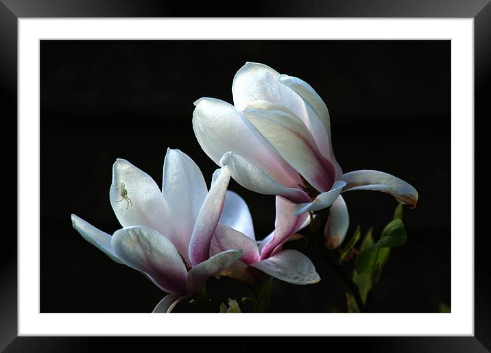 Magnolia and house guest Framed Mounted Print by Chris Day