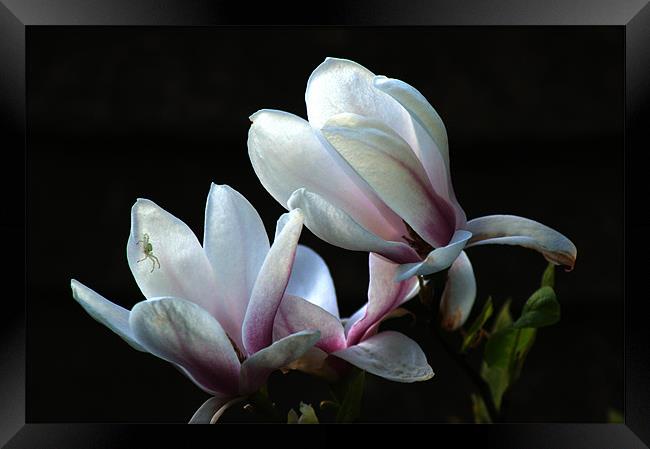 Magnolia and house guest Framed Print by Chris Day