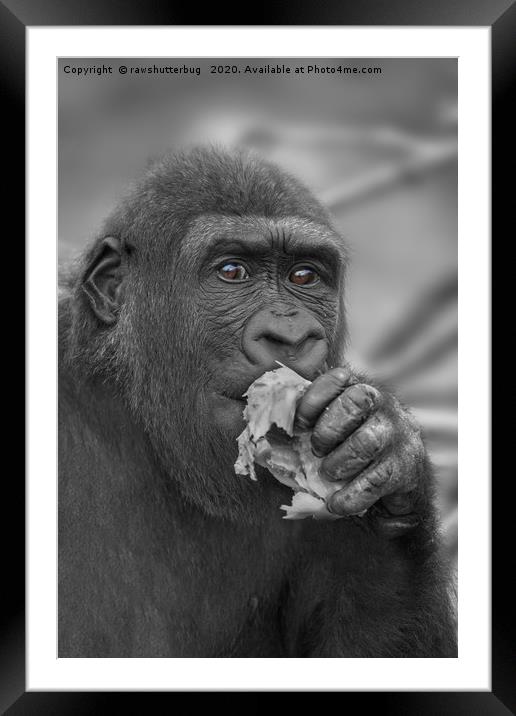 Gorilla Eating A Salad Framed Mounted Print by rawshutterbug 