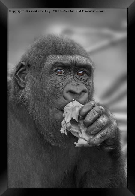 Gorilla Eating A Salad Framed Print by rawshutterbug 