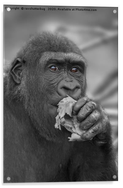 Gorilla Eating A Salad Acrylic by rawshutterbug 