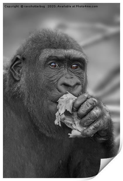 Gorilla Eating A Salad Print by rawshutterbug 