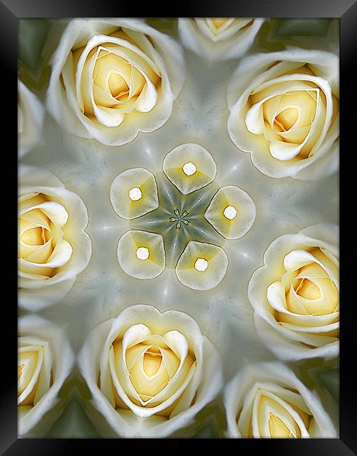 abstracted roses Framed Print by Heather Newton