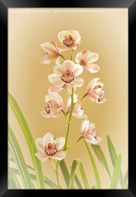 Cymbidium Orchid Framed Print by Robert Murray