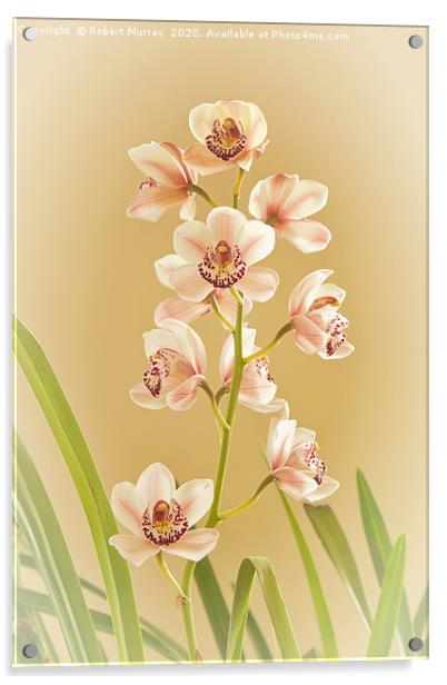 Cymbidium Orchid Acrylic by Robert Murray