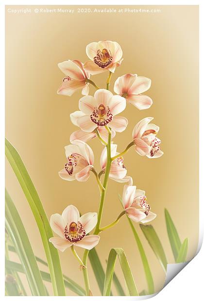 Cymbidium Orchid Print by Robert Murray