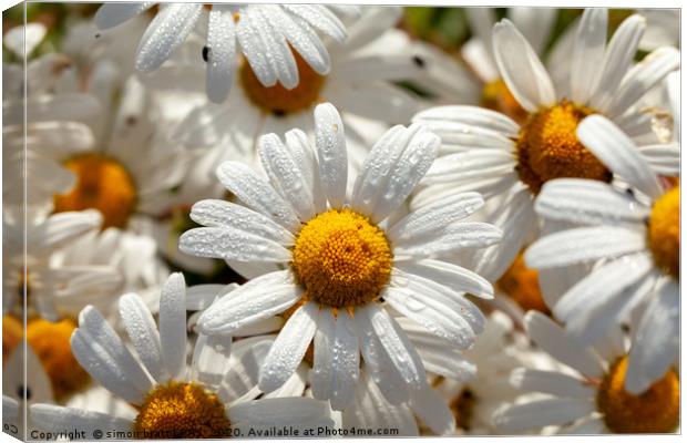 Beautiful large wild daisies with water drops Canvas Print by Simon Bratt LRPS