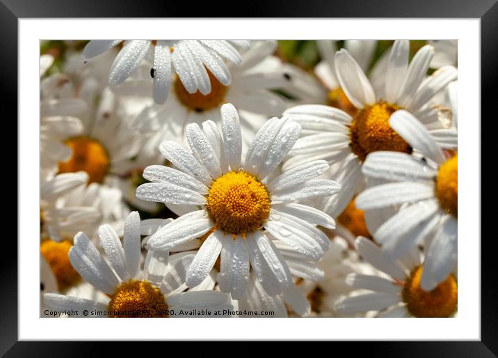 Beautiful large wild daisies with water drops Framed Mounted Print by Simon Bratt LRPS
