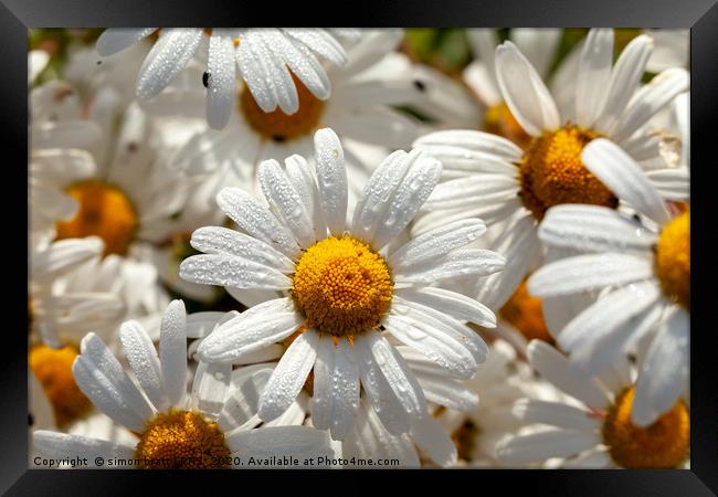 Beautiful large wild daisies with water drops Framed Print by Simon Bratt LRPS