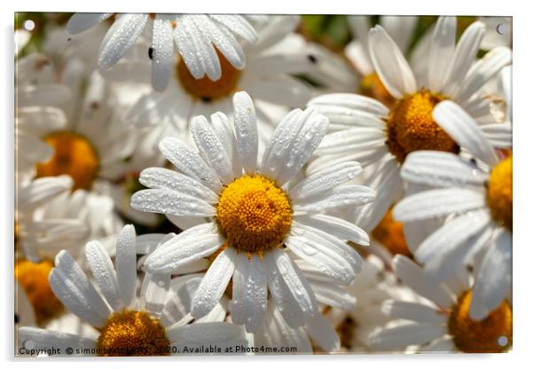 Beautiful large wild daisies with water drops Acrylic by Simon Bratt LRPS