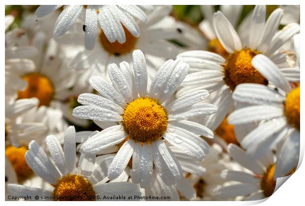 Beautiful large wild daisies with water drops Print by Simon Bratt LRPS