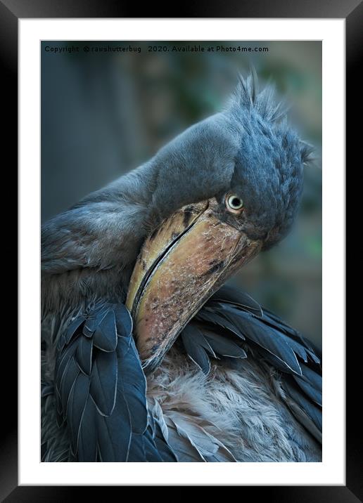 Shoebill Cleaning It's Feathers Framed Mounted Print by rawshutterbug 
