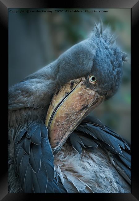 Shoebill Cleaning It's Feathers Framed Print by rawshutterbug 