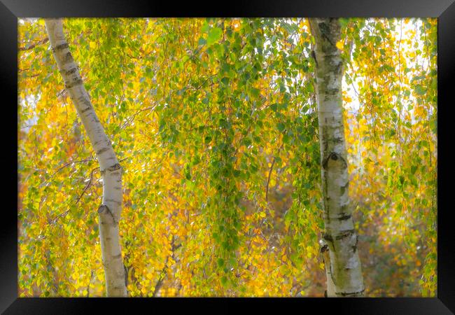 Soft Autumn Colours Framed Print by David Hare