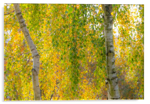 Soft Autumn Colours Acrylic by David Hare