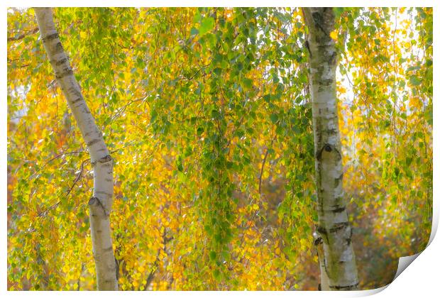 Soft Autumn Colours Print by David Hare