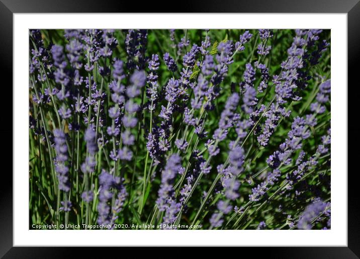 Close-up in a lavender field. Framed Mounted Print by Ulrich Trappschuh