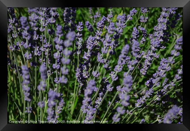 Close-up in a lavender field. Framed Print by Ulrich Trappschuh