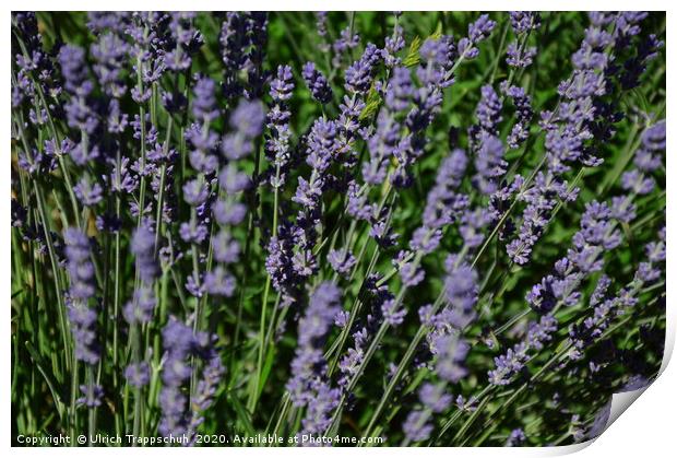 Close-up in a lavender field. Print by Ulrich Trappschuh