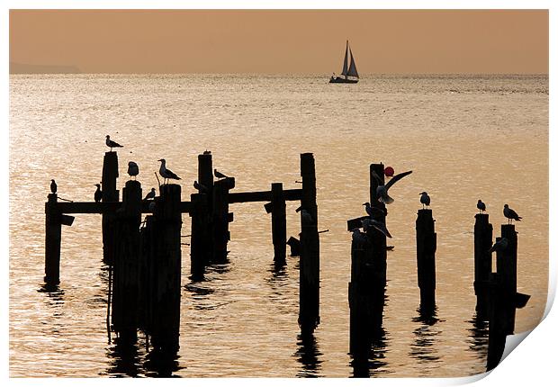 Gulls on old pier Print by Tony Bates